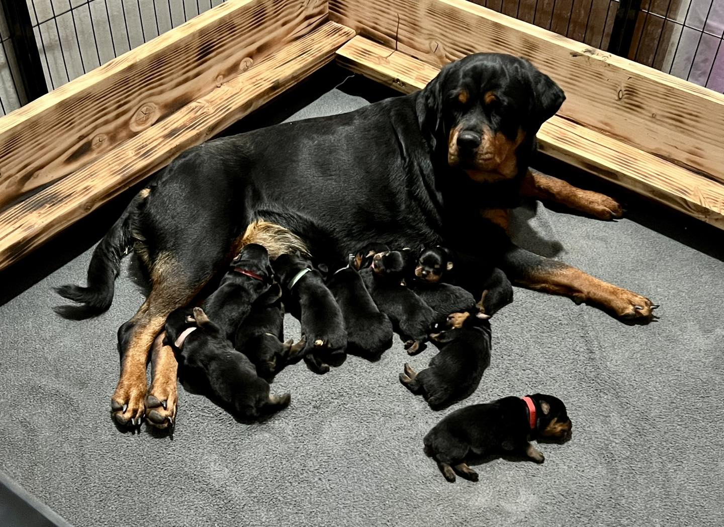 HB Rottweilers | Desert Hills AZ