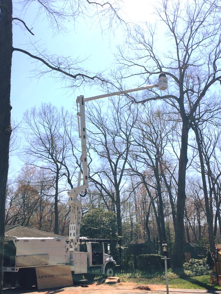 Weldon's Tree Service, Inc. | Maple Shade NJ