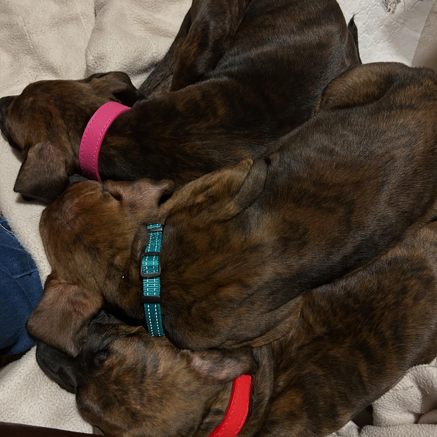 These three have an appointment... - Blue Ridge Boxer Rescue