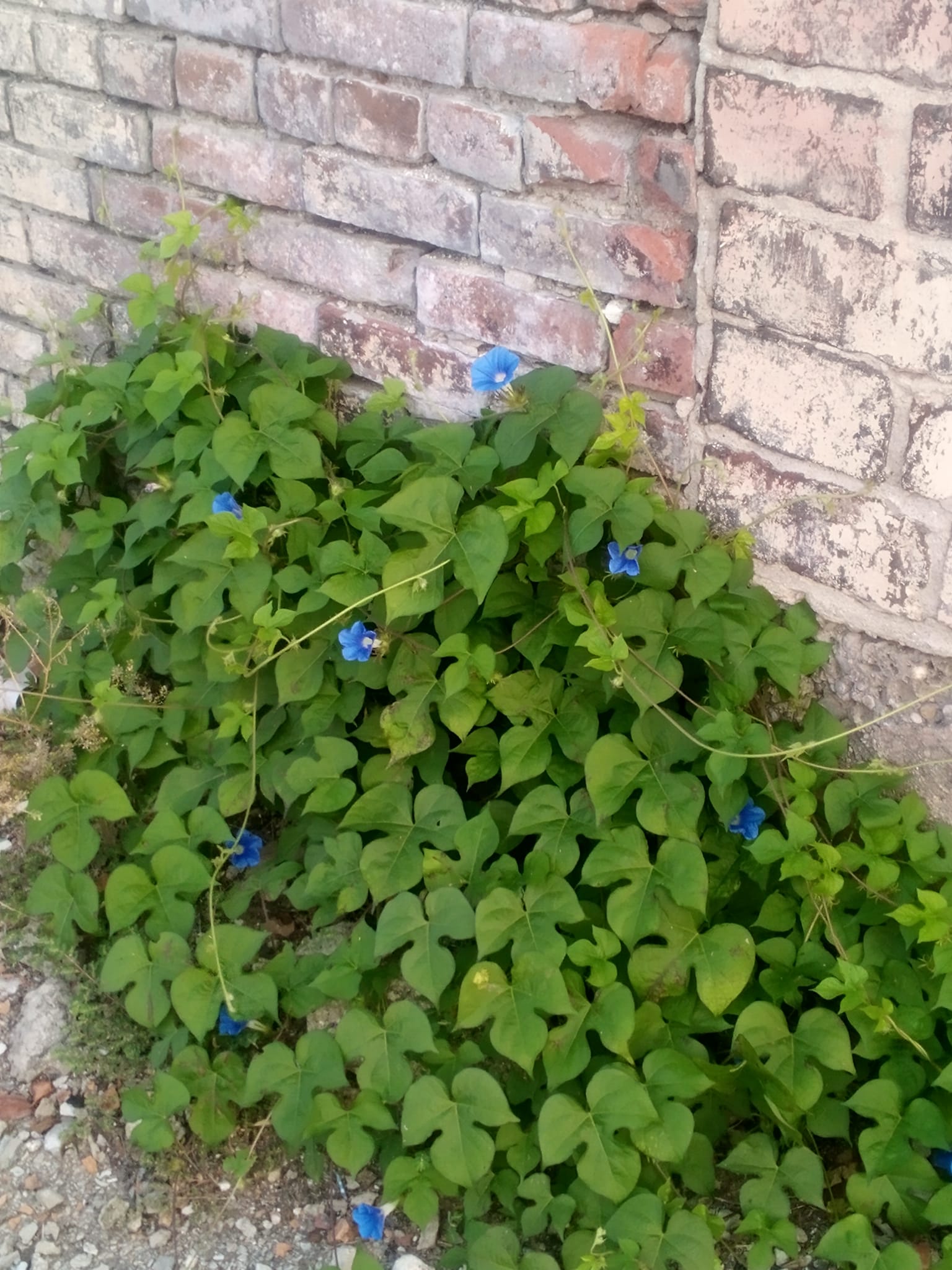 What is this vine growing on a rock wall?