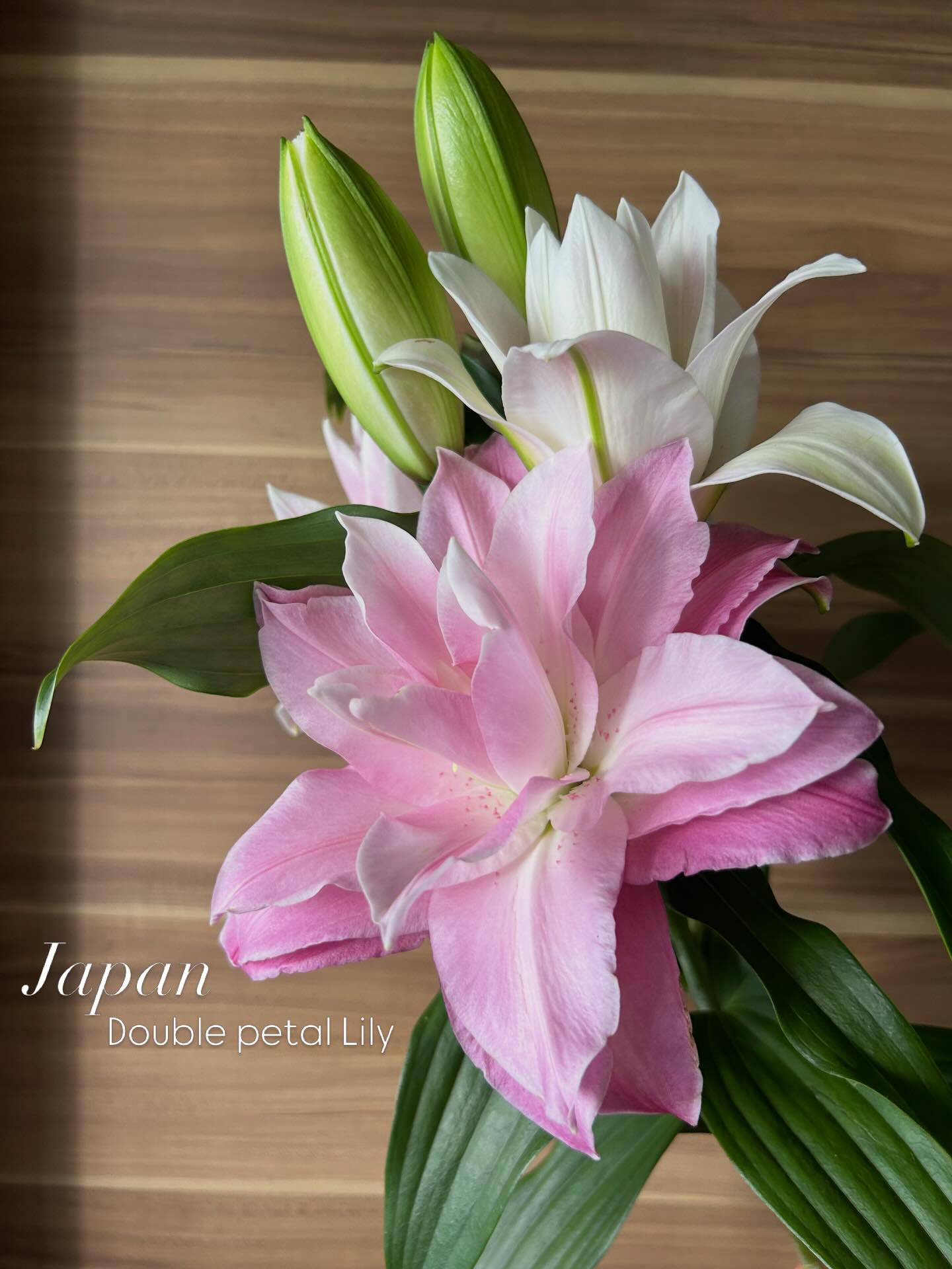 From southern Japan: mini ornamental pineapples in surprise shades