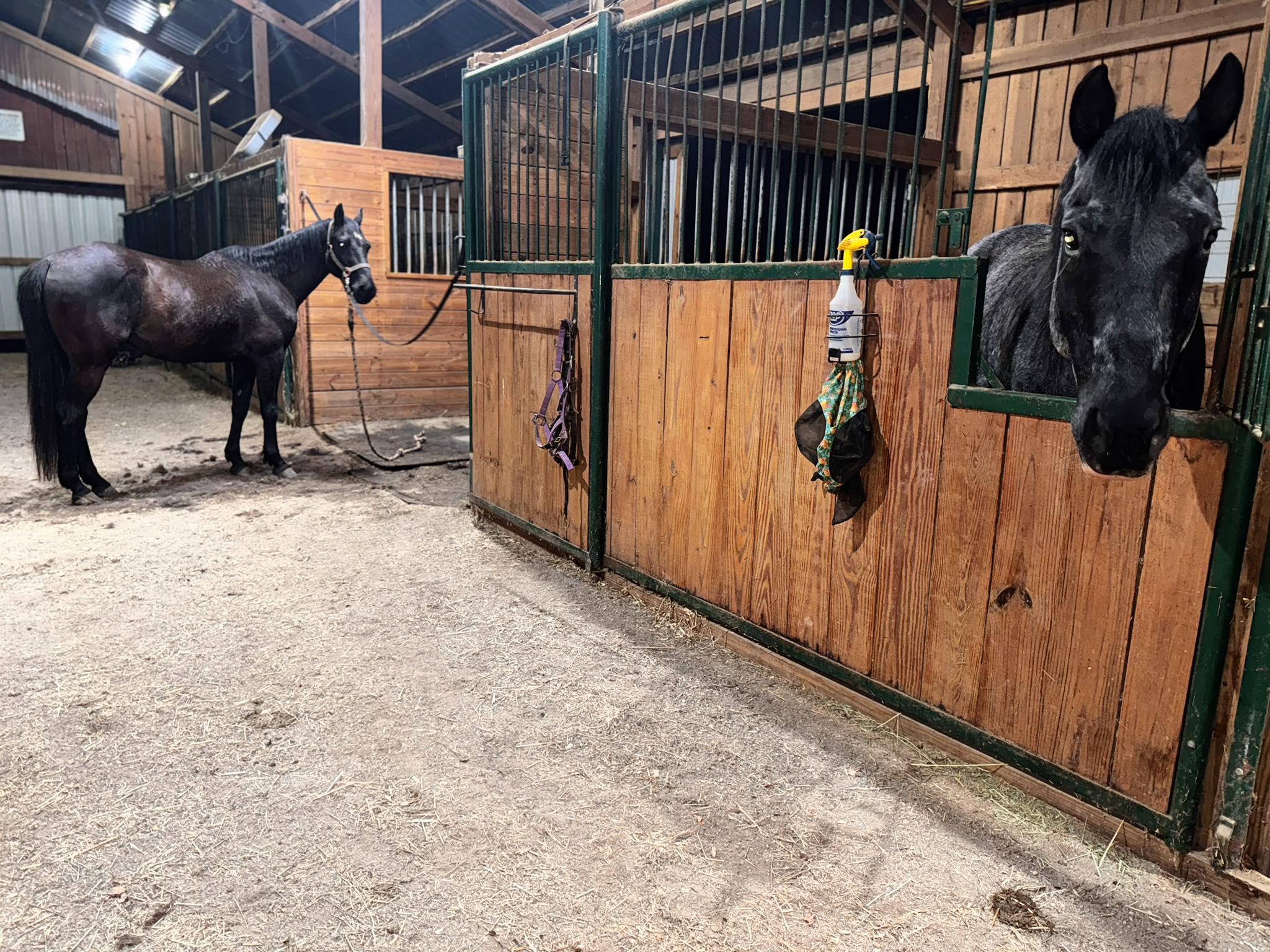 Spring Creek Farm Boarding Stables