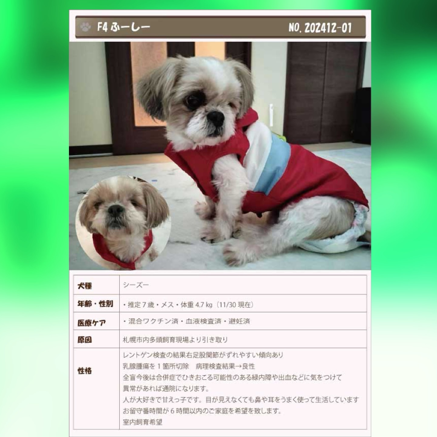 ?犬の里親様募集開始！ ?ふーしー♀ シーズー 推定7歳 甘えん坊女子 