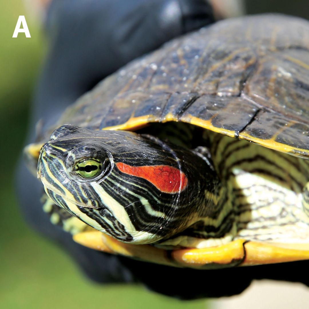 It’s time for a turtle test! Can... - Biosecurity Queensland