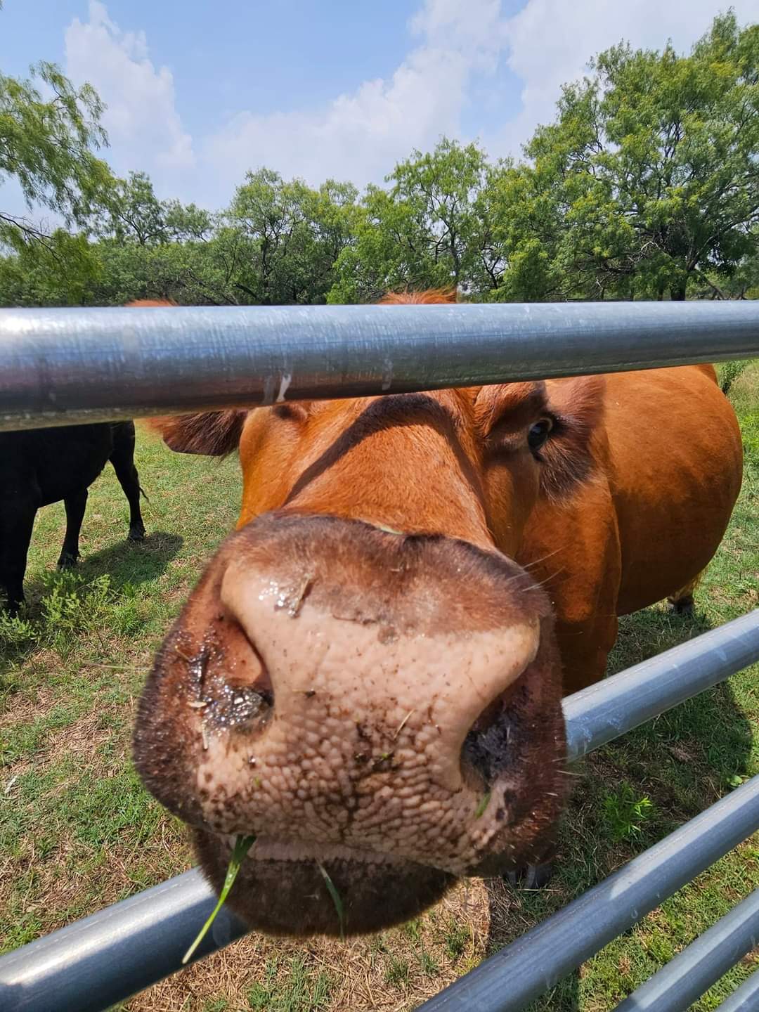 🐄 Moo-hoo! It's finally Friday,... - Russell Farm Art Center | Facebook