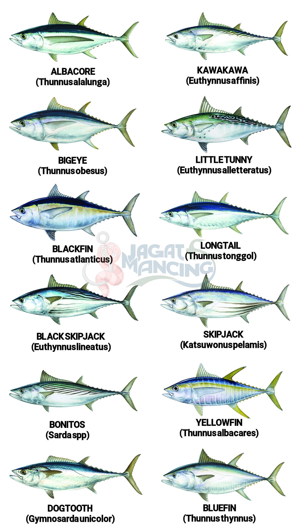 Jagat - Panduan gambar Jenis-jenis Tuna Panduan untuk berbagai jenis ...
