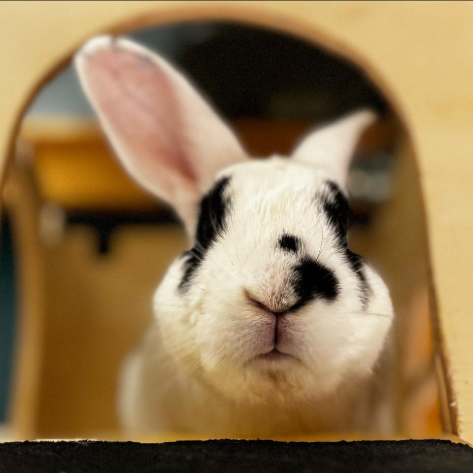 Wishing everyone and every bun a Happy International Rabbit Day! We’re ...
