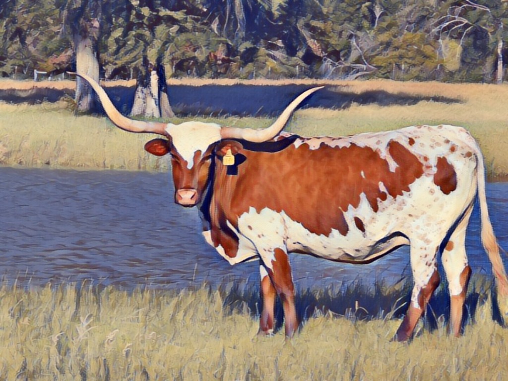 Comanche Rose Ranch | Groesbeck TX
