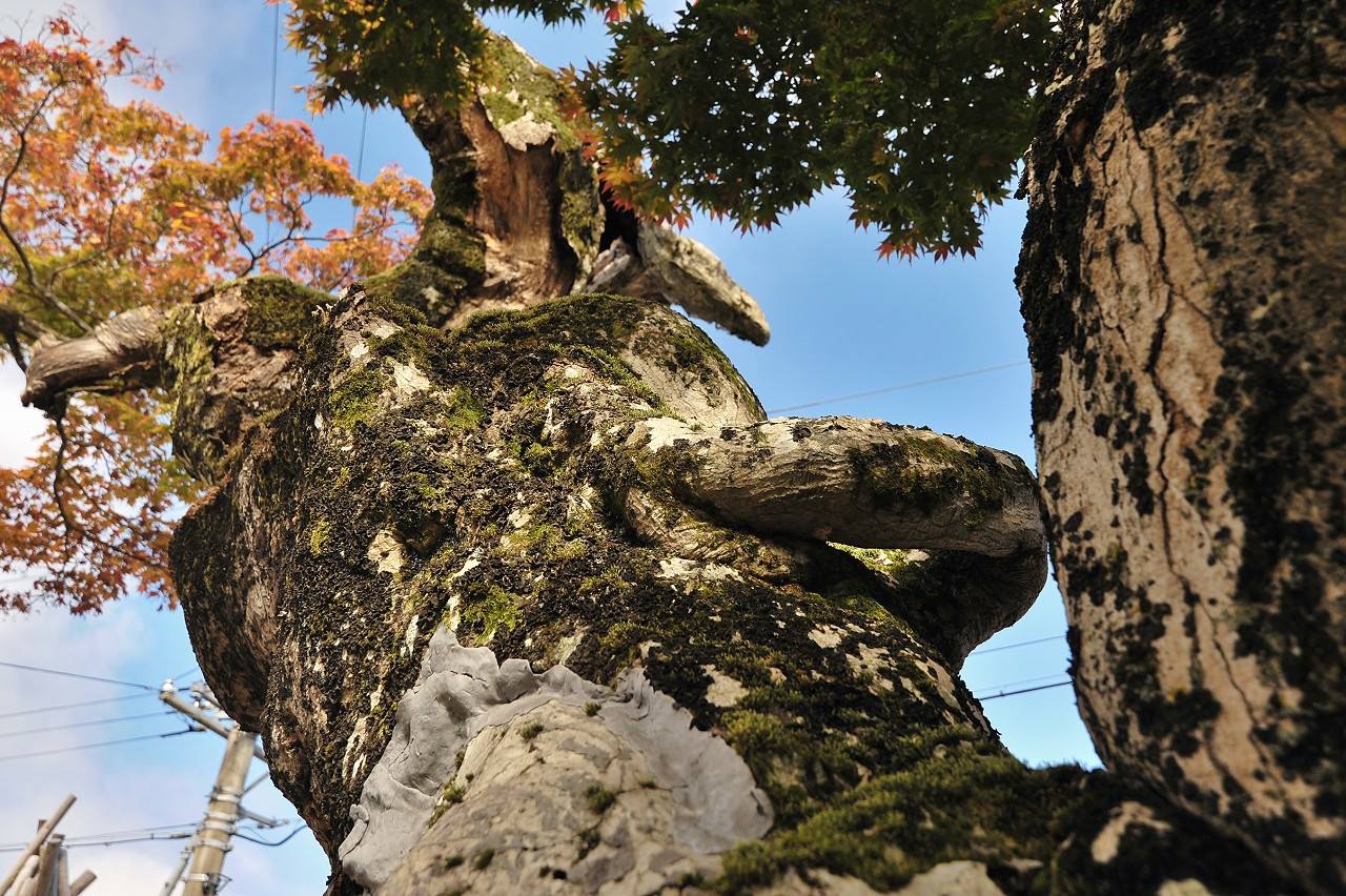 樹齢400年のモミジが紅葉をむかえています。 古川町中野「重盛家の
