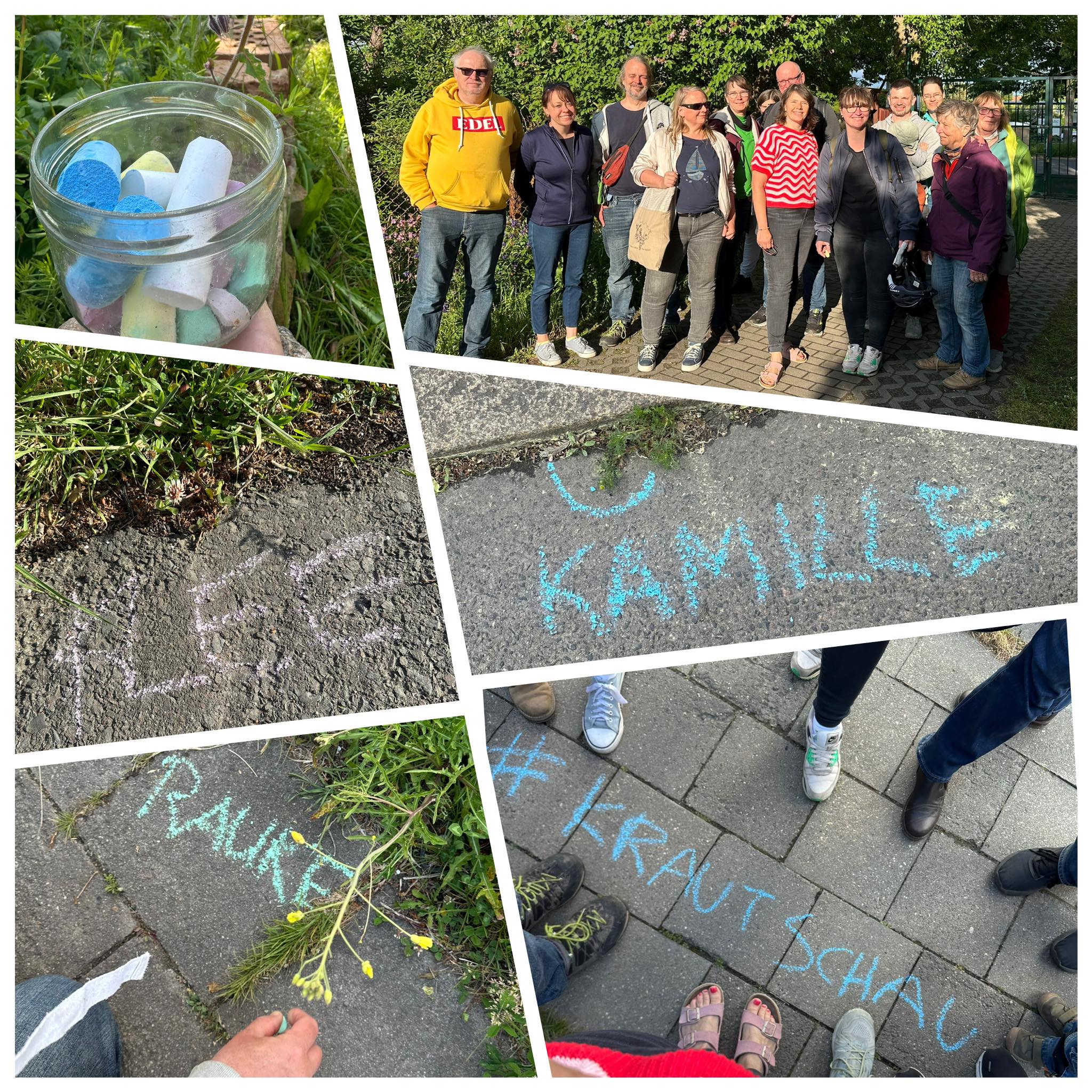 Alexandra - Kamille, Klee und Wilde Rauke – sie wachsen an Wegrändern ...