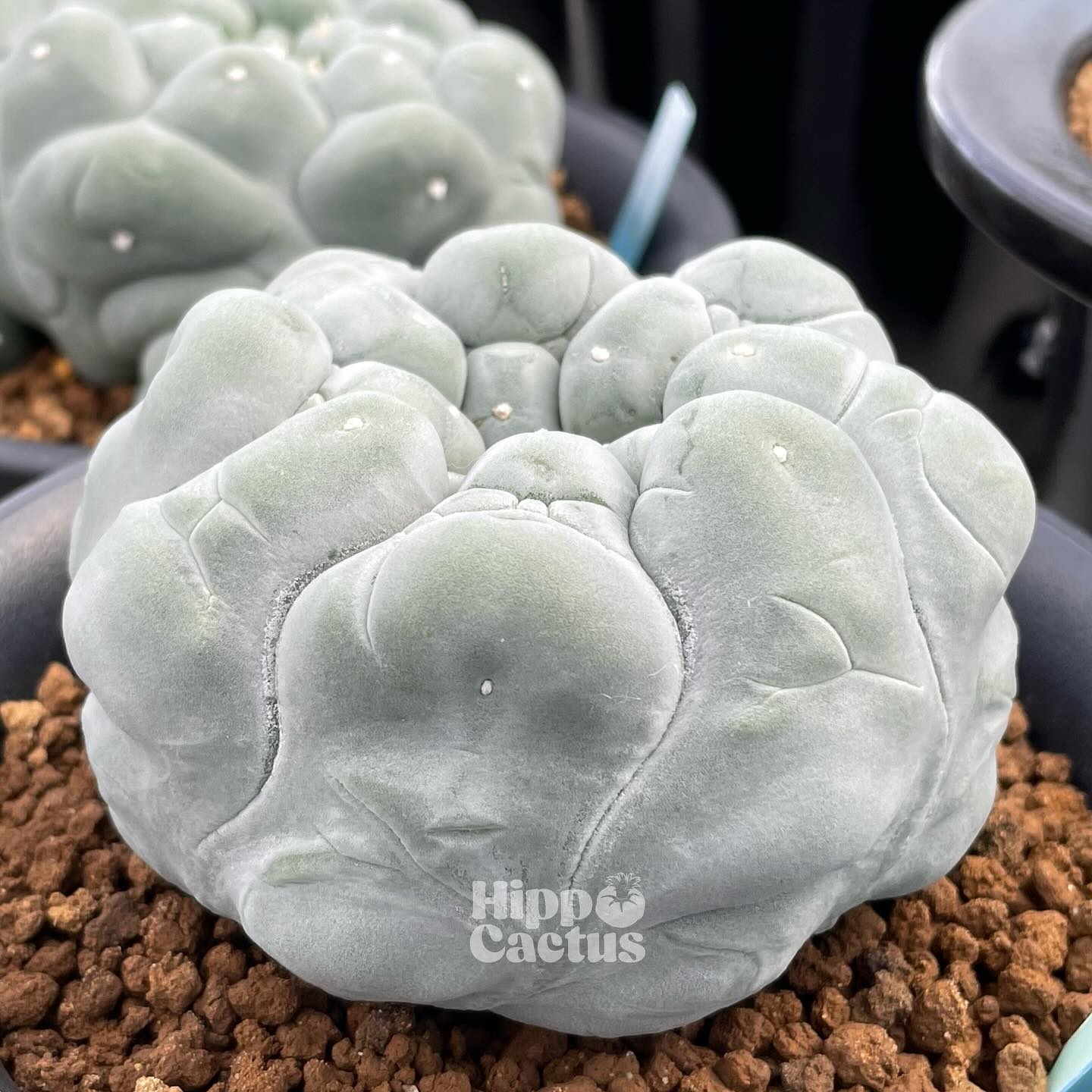 大型株 銀冠玉 Lophophora fricii L. fricii YTanenaga seedling #銀冠玉 #lophophoralover