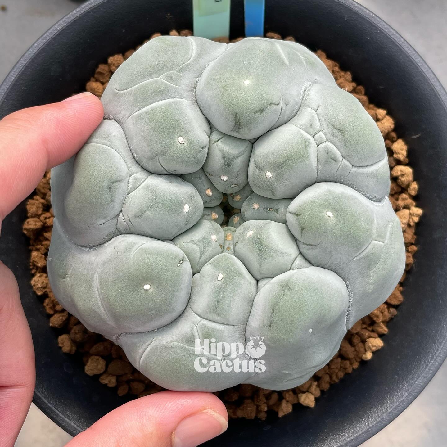 L. fricii YTanenaga seedling #銀冠玉 #lophophoralover