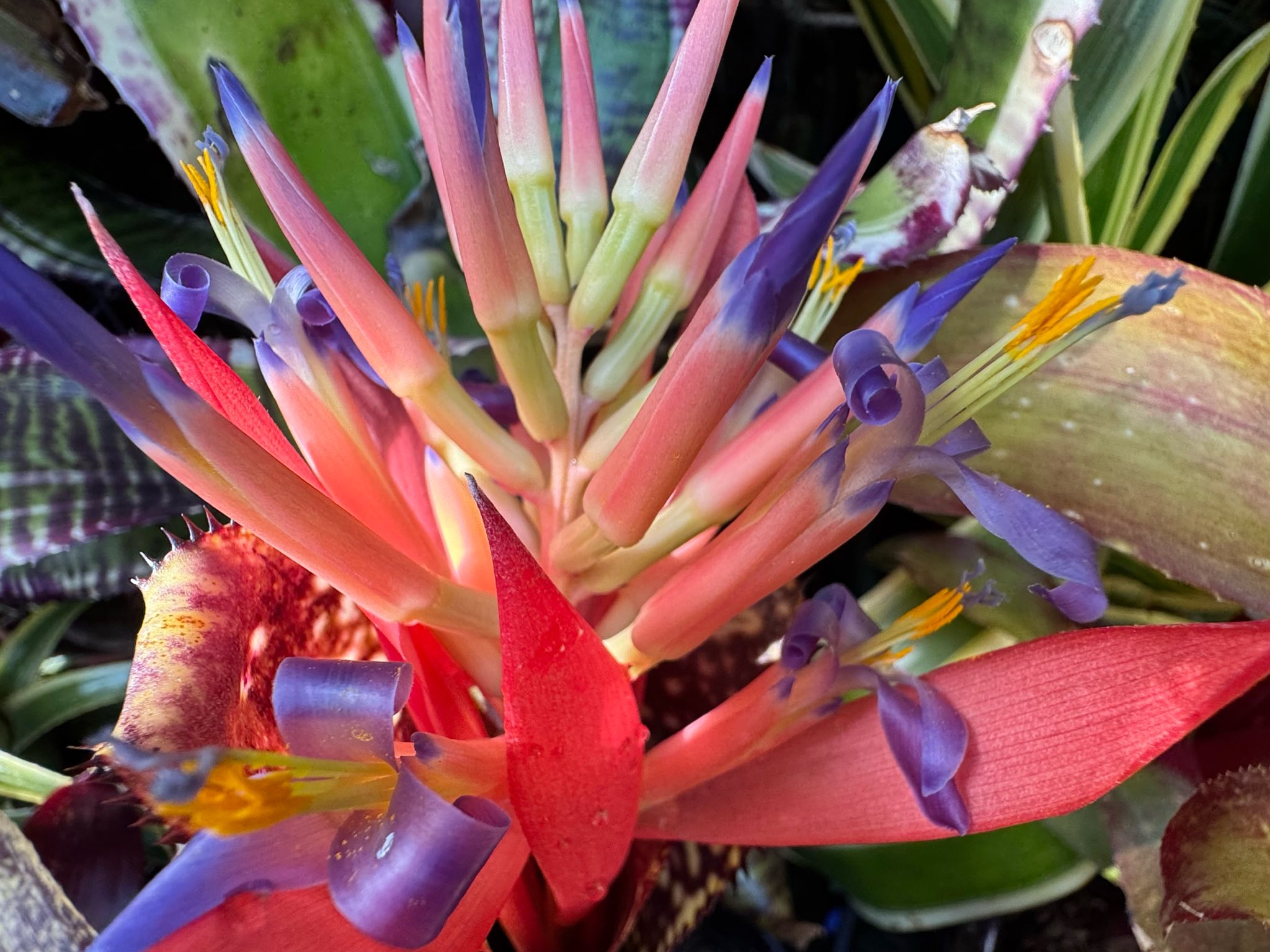 Billbergia 'Obi-Wan' plant with unique dark leaves and flowers