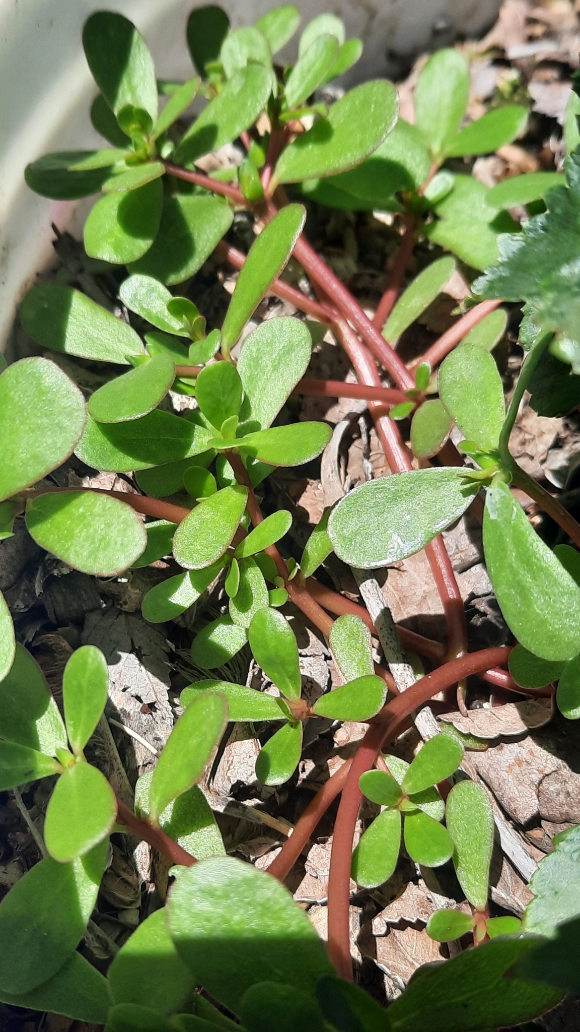 Common purslane, a superfood found in Ontario, rich in vitamins and omega-3 fatty acids