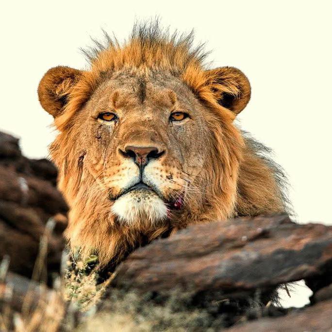 Inki - The Desertlion ,named “Kebbel” ( the late xpl 81 named after ...