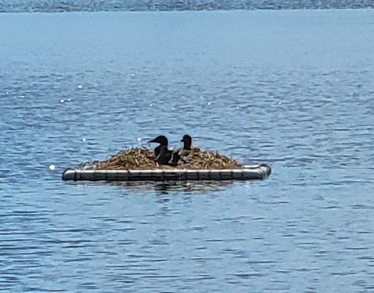 A styrofoam “dump” at the... - Big Birch Lake Association | Facebook