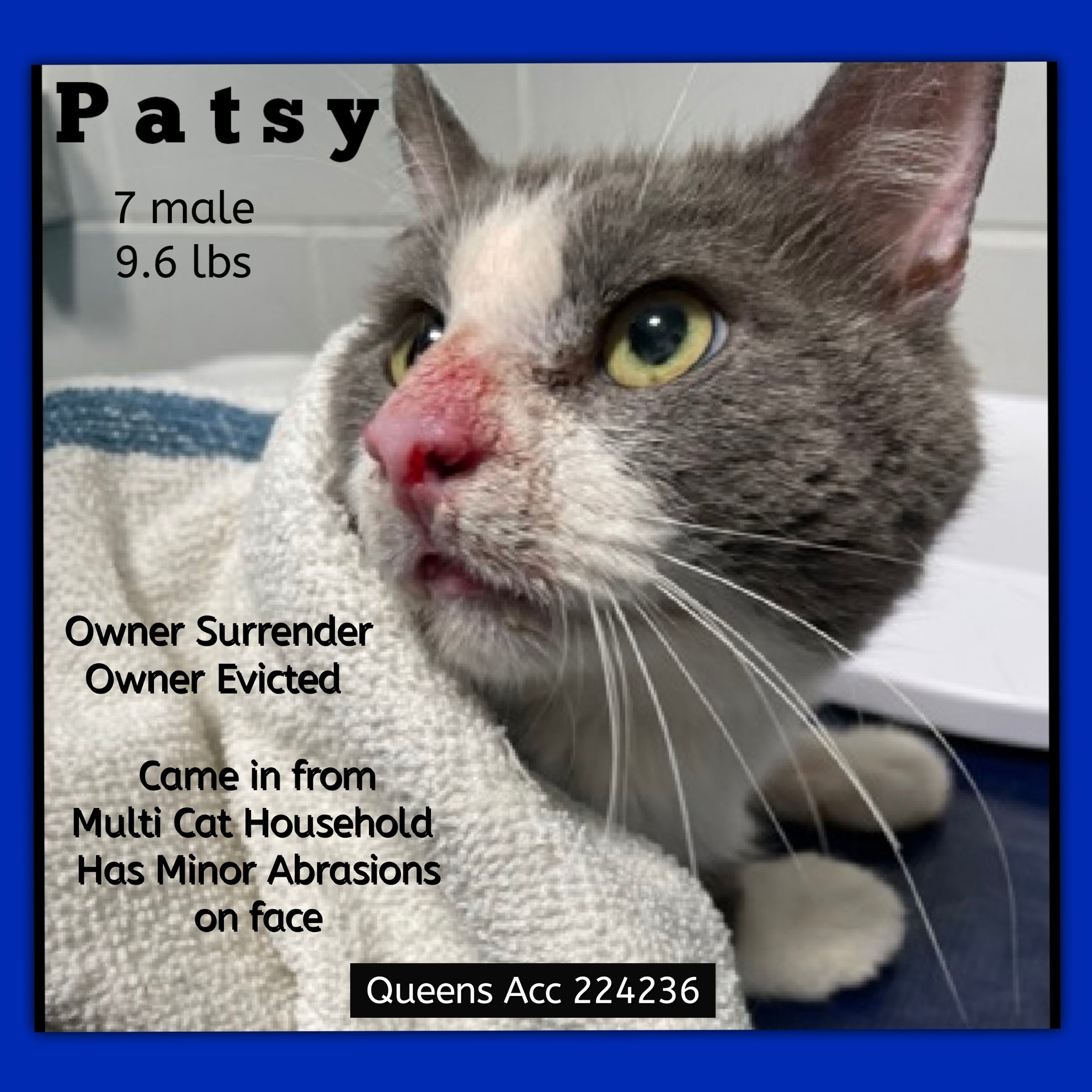 Must - ♦♦PRIORITY PLACEMENT - PATSY is part of a large multi cat ...