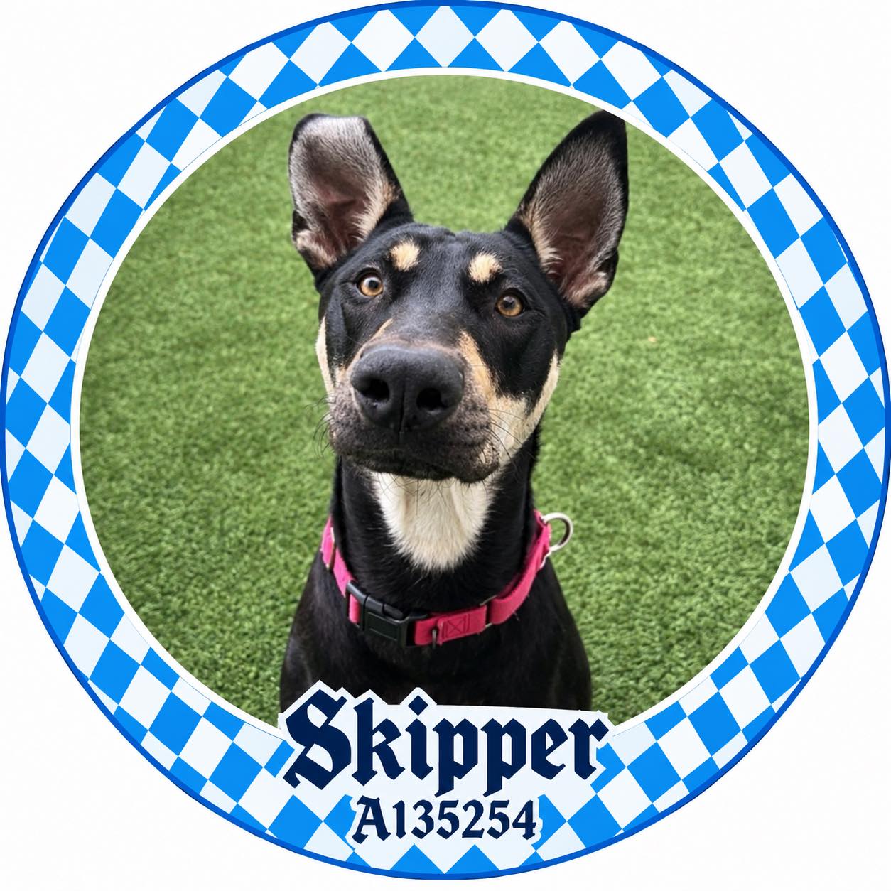 📣 Vocal does NOT automatically mean aggressive! 🐾 Some dogs come with ...