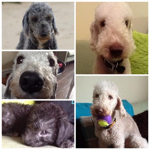 bedlington-terrier-rescue-foundation-i-asked-kim-darwent-our