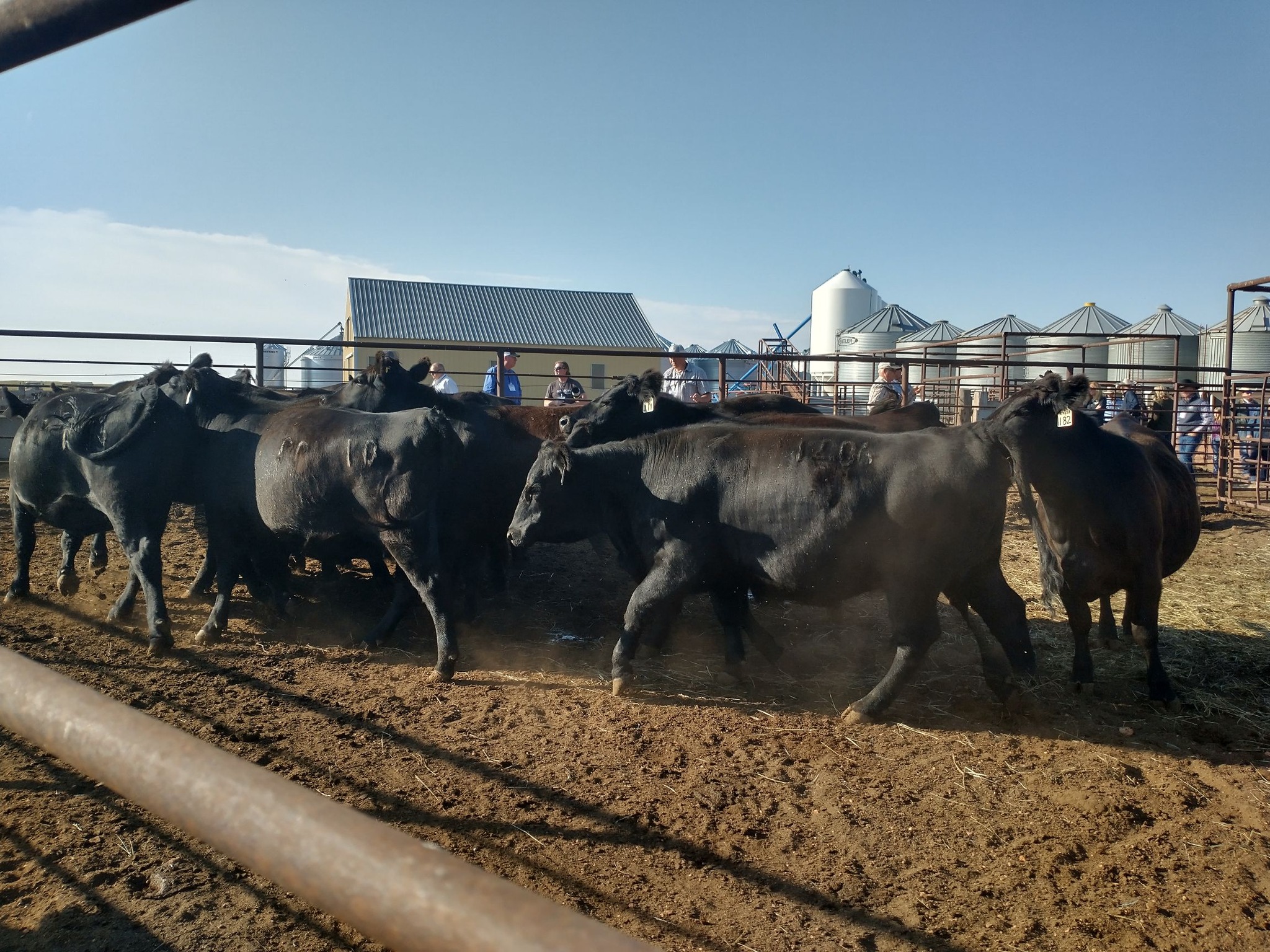 WI Beef Improvement Association