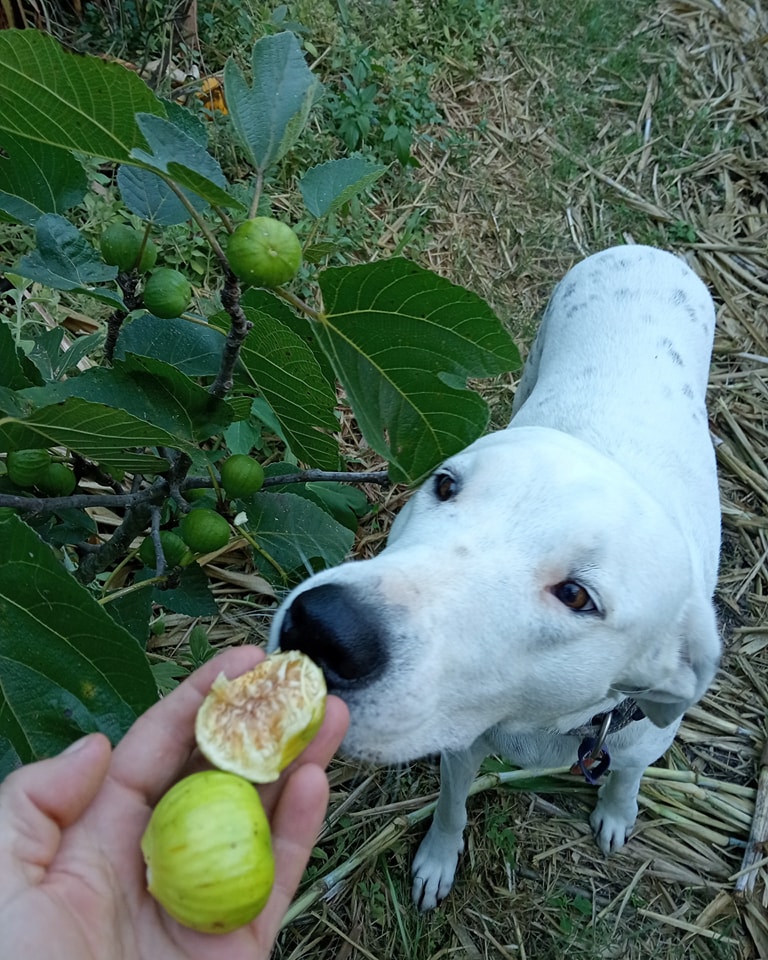 Can white Genoa fig trees thrive in Phoenix, AZ?