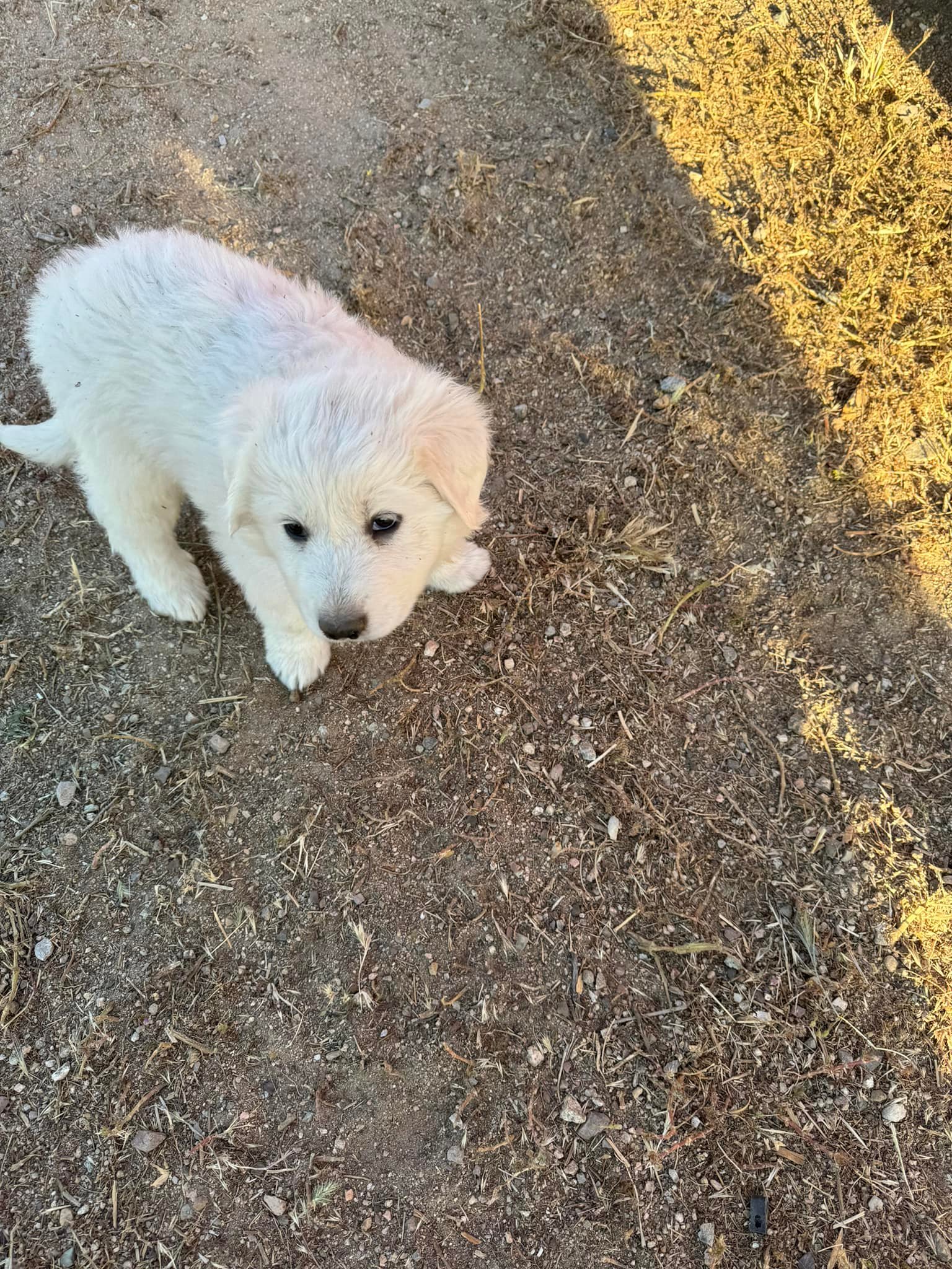 Hollin Gate Ranch Great Pyrenees of Neenach