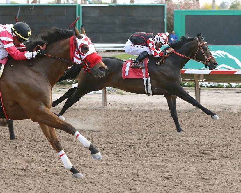 Q-Racing - Making his first career start at Turf Paradise, Scoops ...