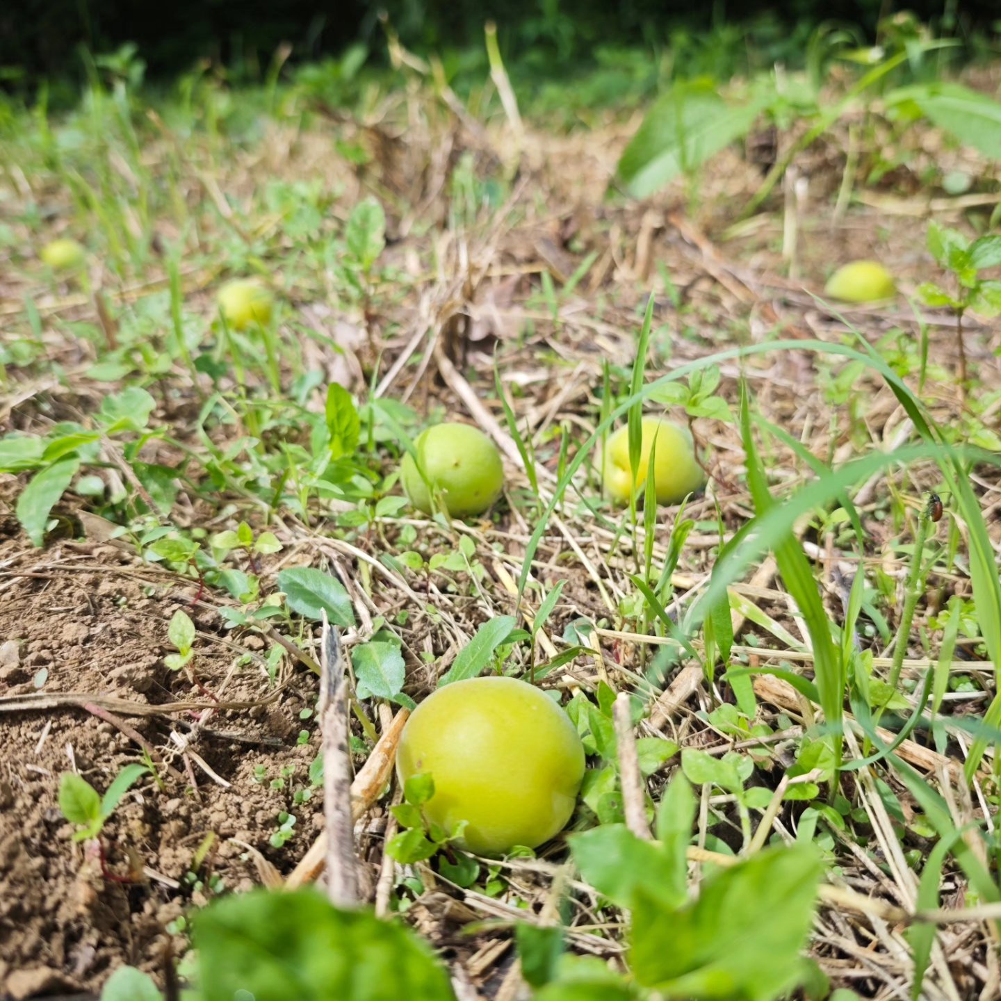 🍏 #青梅 #収穫始まってます🍏】 青梅は手で一粒ずつ丁寧に収穫して