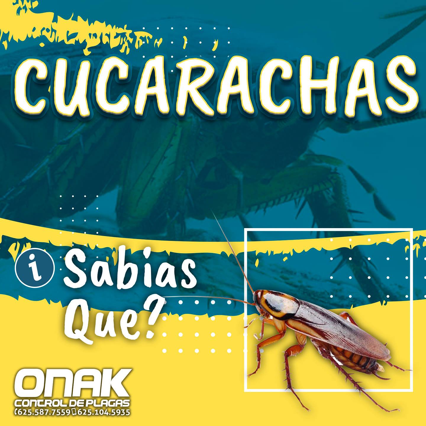 ⚠️ CUCARACHAS ‼... - ONAK - Fumigaciones y Control de Plagas