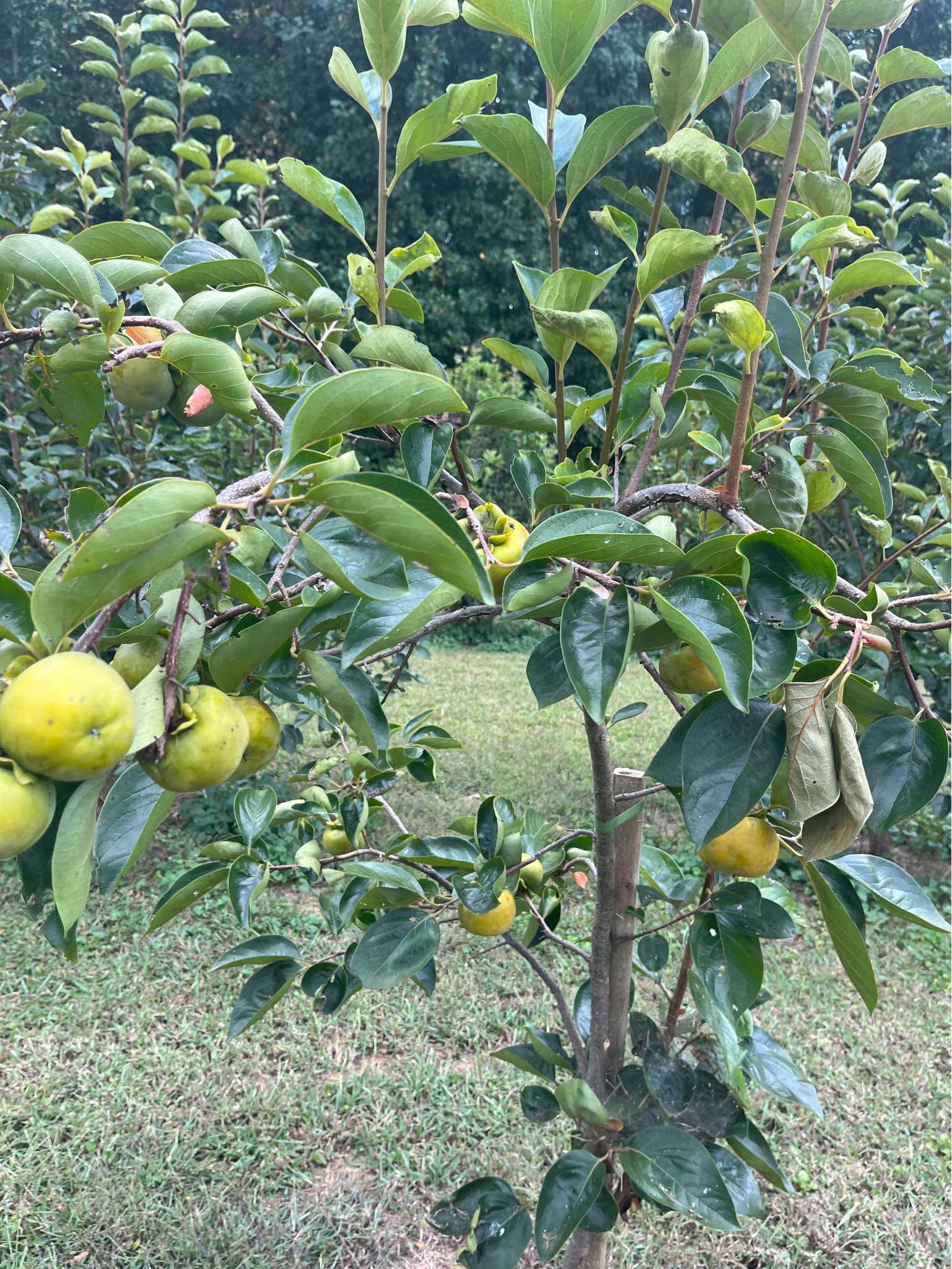 Fuyu persimmon tree 2-3 feet tall $40 each visit 1801 yorkmont road ...