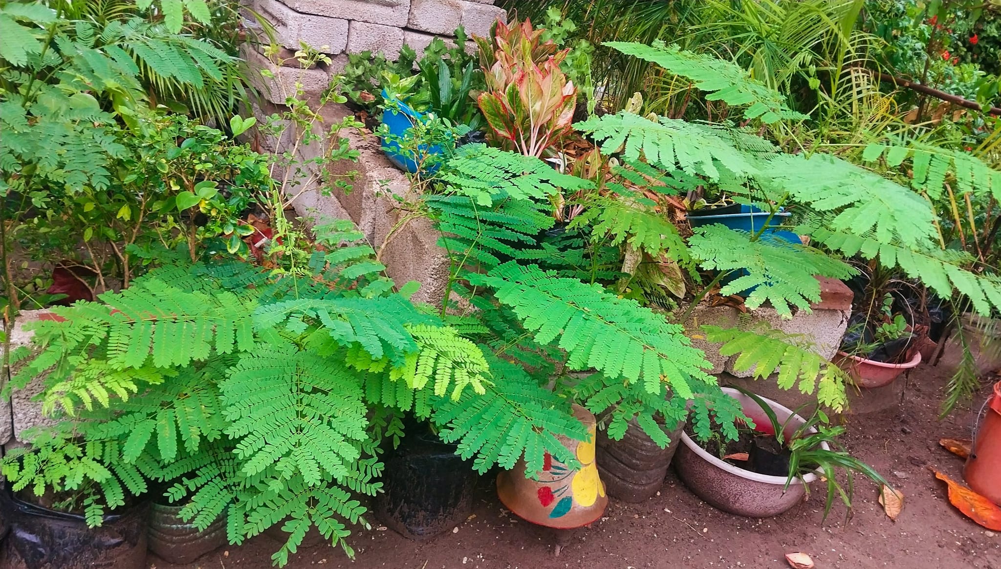 Vivero tehuantepec | Santo Domingo Tehuantepec