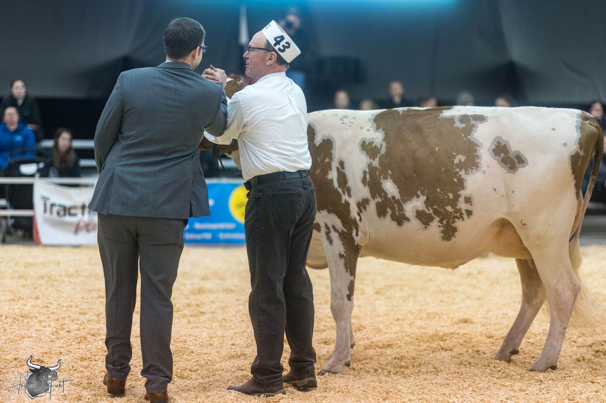 The Bullvine - DREAM RIDGE WILLA RAE -ET Intermediate Champion Quebec ...