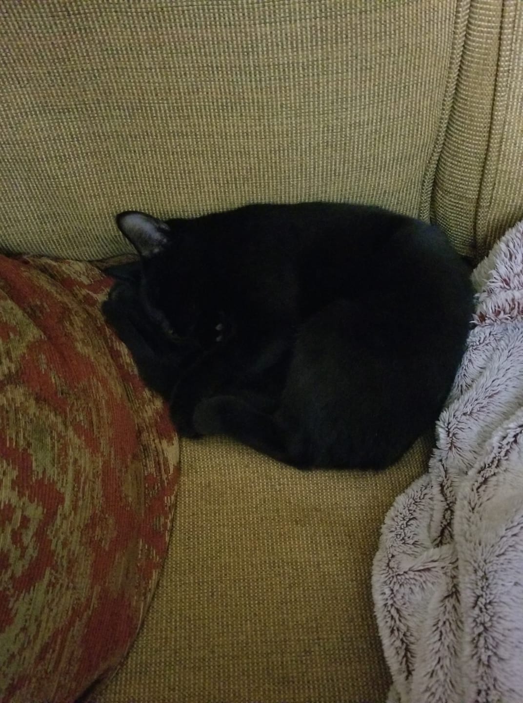 Black cats sleep with one eye open lol💓💓💓