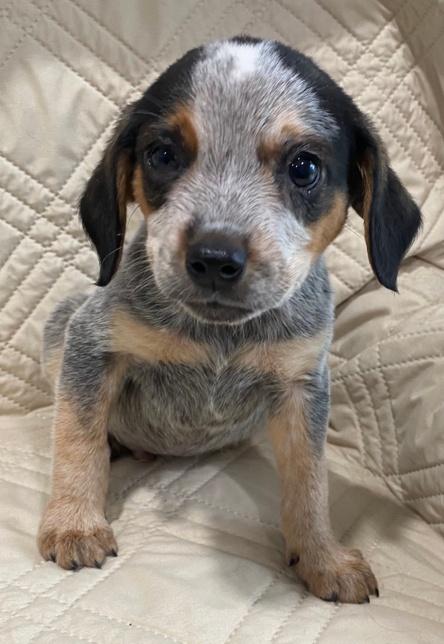 Beagle heeler mix puppies for adoption