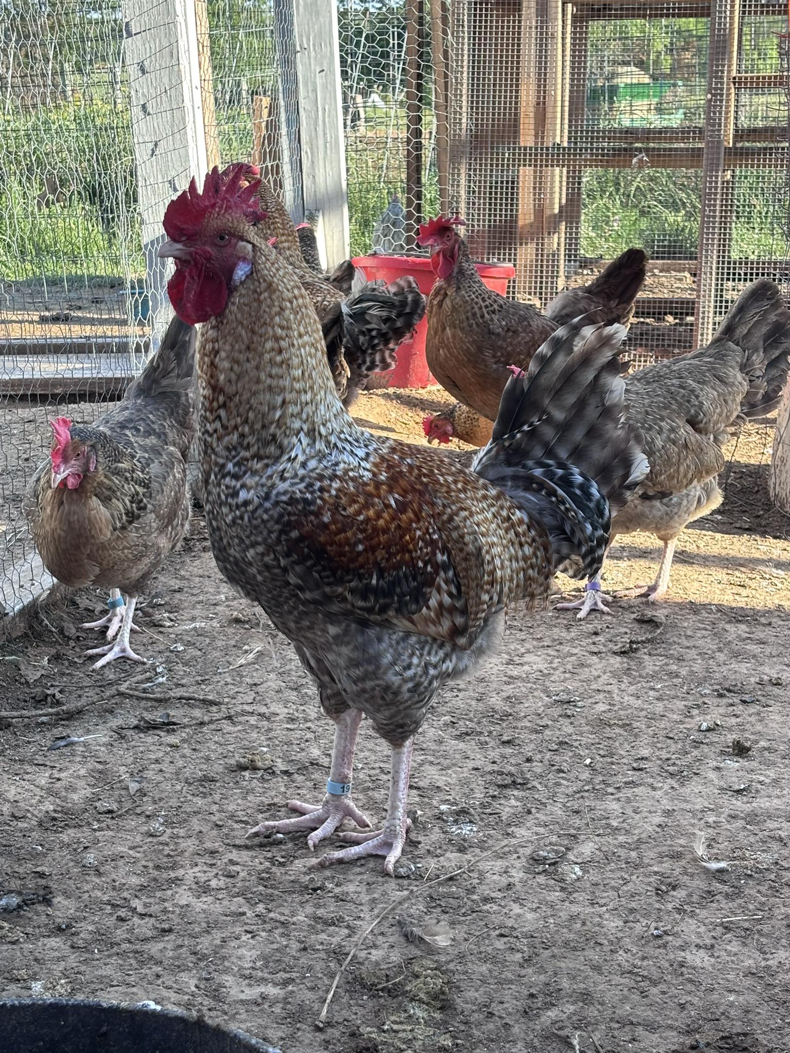 The Chicken Addiction Poultry Shop | Springtown TX
