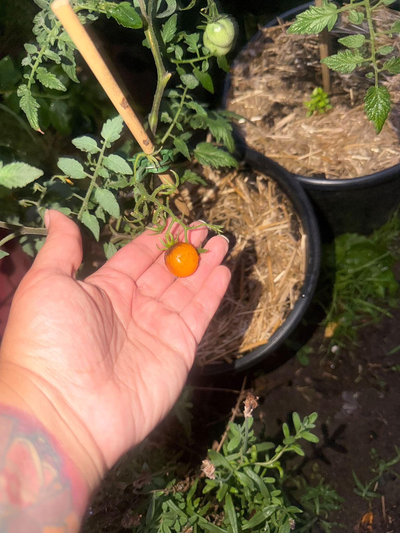 Sweet pea tomatoes mislabeled as Rutgers tomatoes
