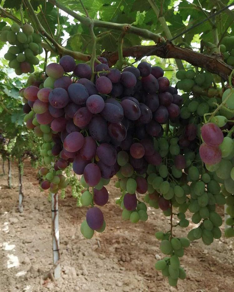 grapes_from_india