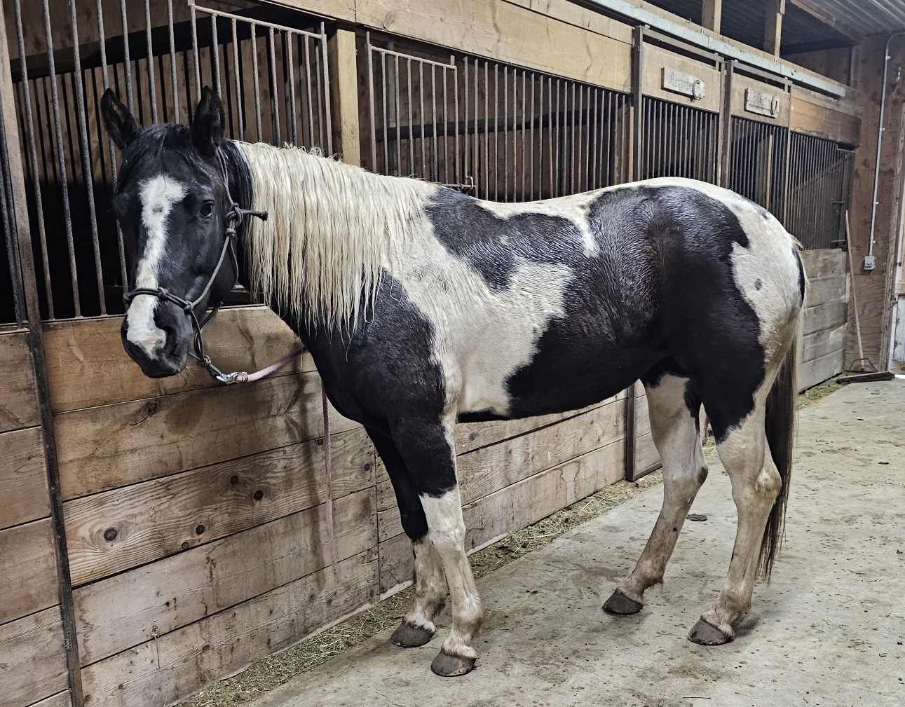 R&J - 💙OAKLEY - 2020 Grade Black/White Paint Mare Has been on many ...