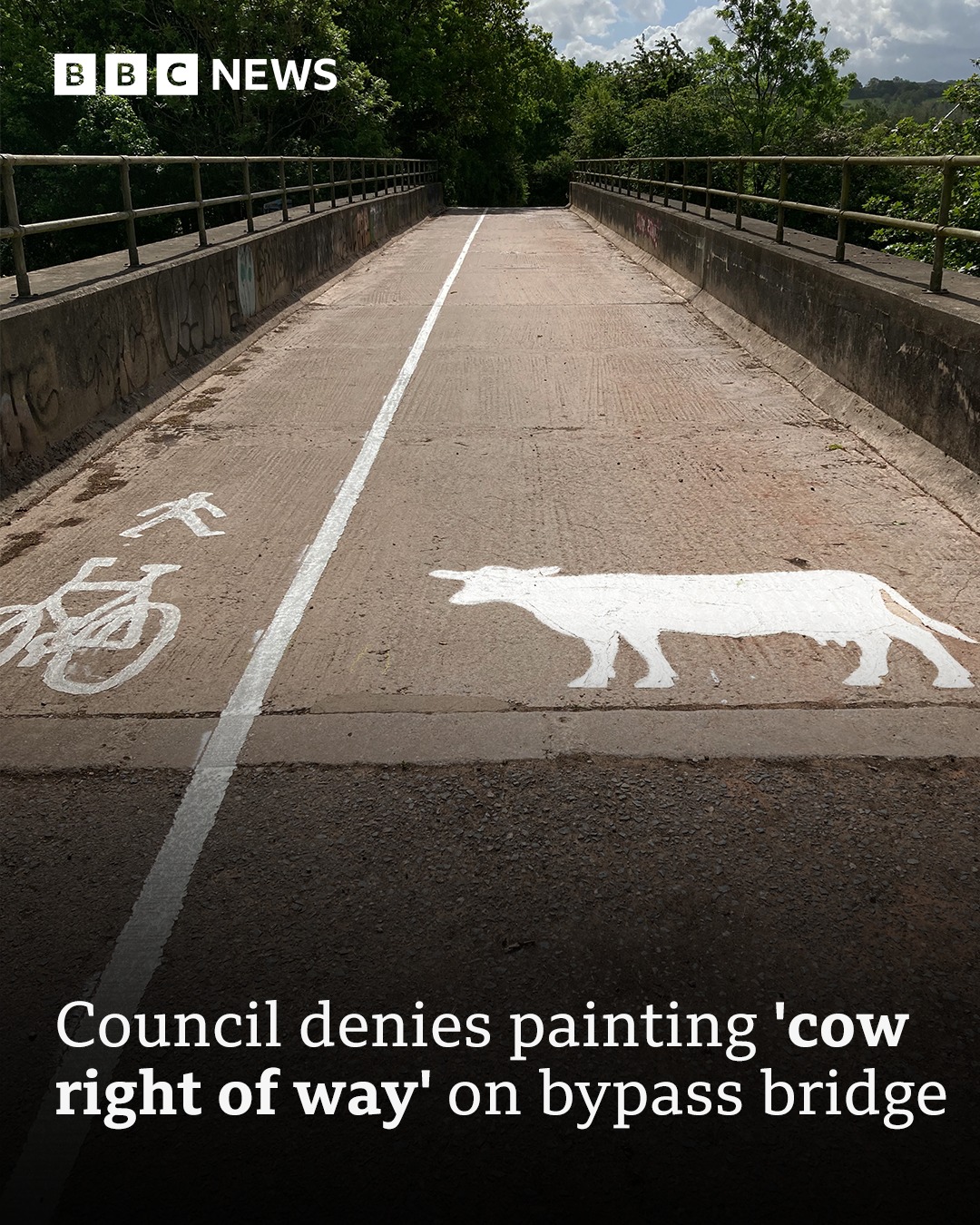 BBC - It's a moo-stery 🐄 These markings giving cows designated