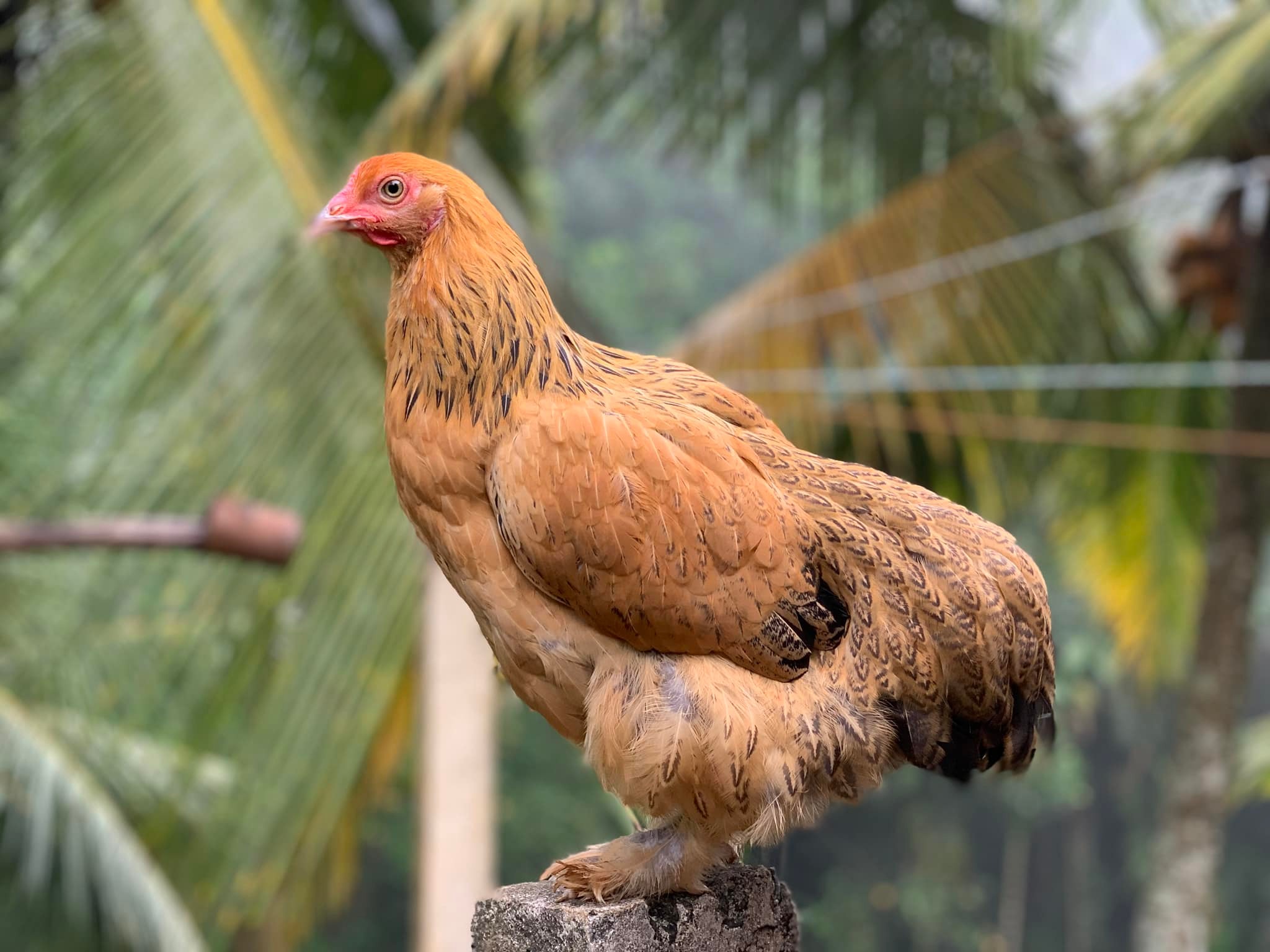 Golden Feather Farms | Kegalle