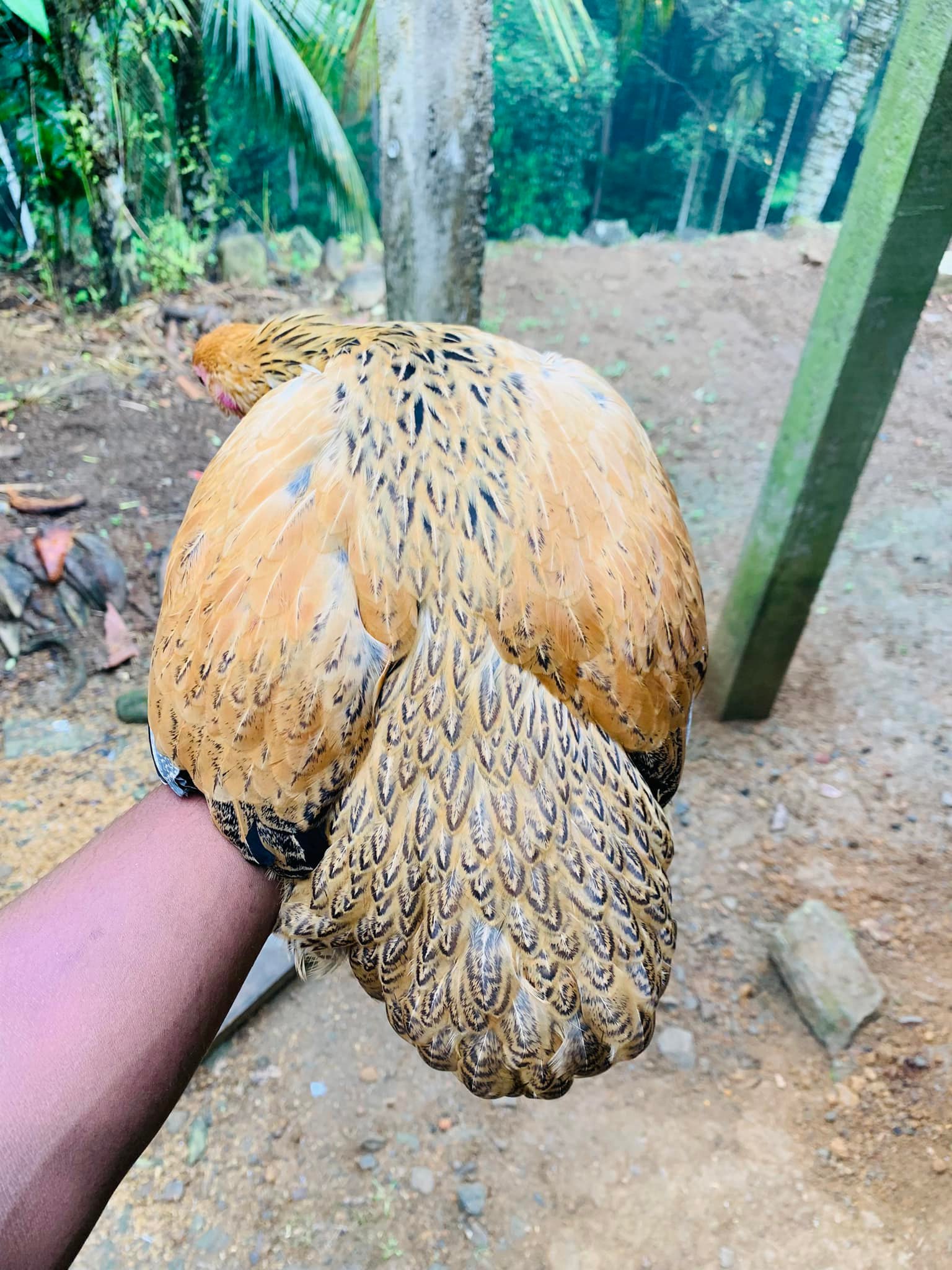 Golden Feather Farms | Kegalle