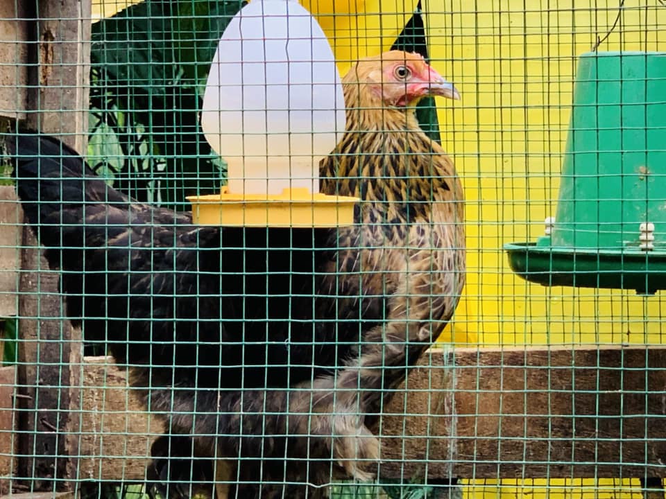 Golden Feather Farms | Kegalle