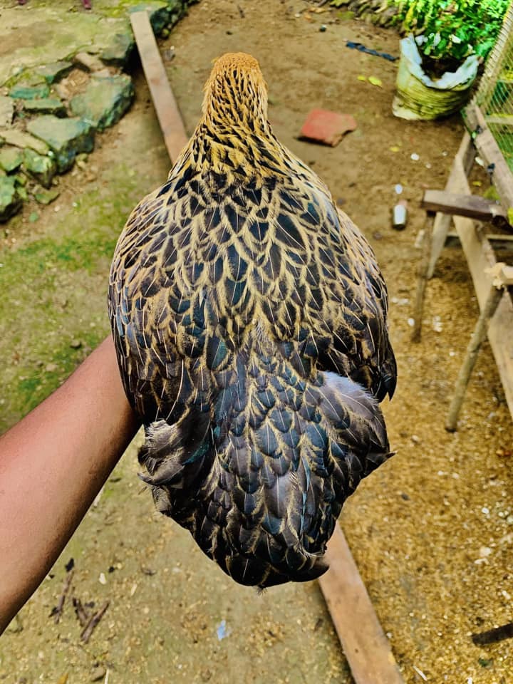 Golden Feather Farms | Kegalle