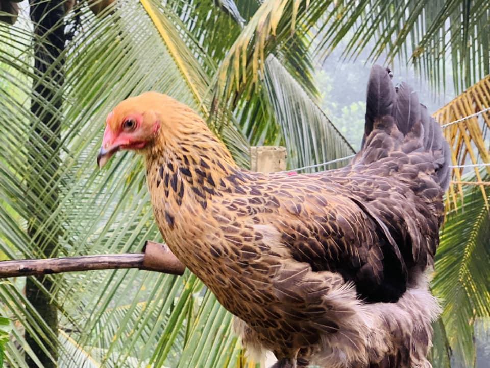 Golden Feather Farms | Kegalle