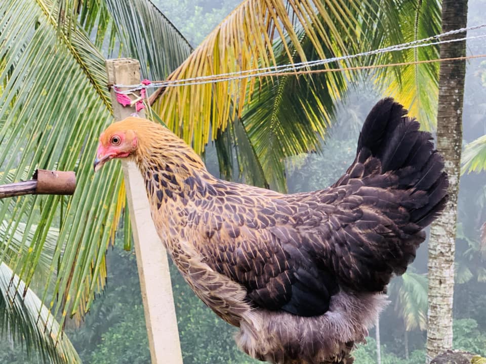 Golden Feather Farms | Kegalle