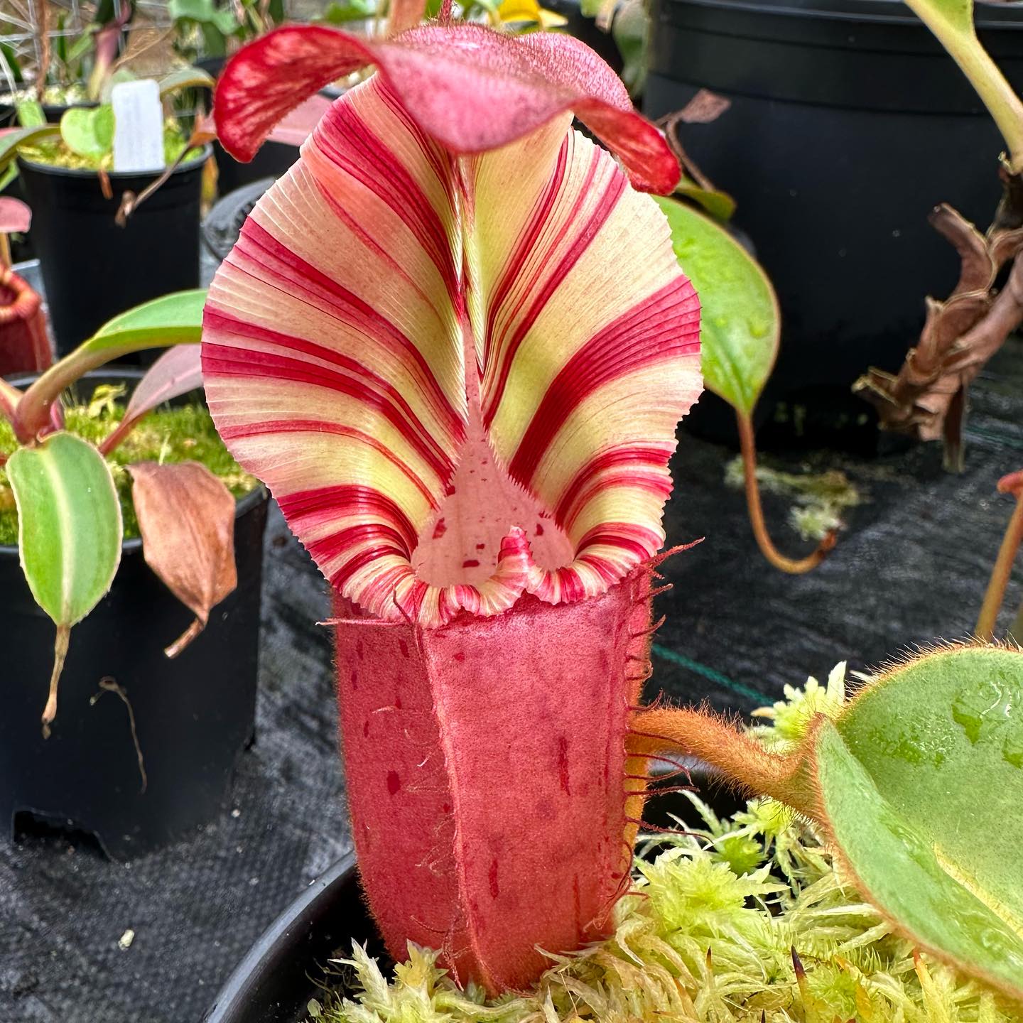 I really like this N. [(Rokko 'Exotica' x boschiana) x veitchii] x