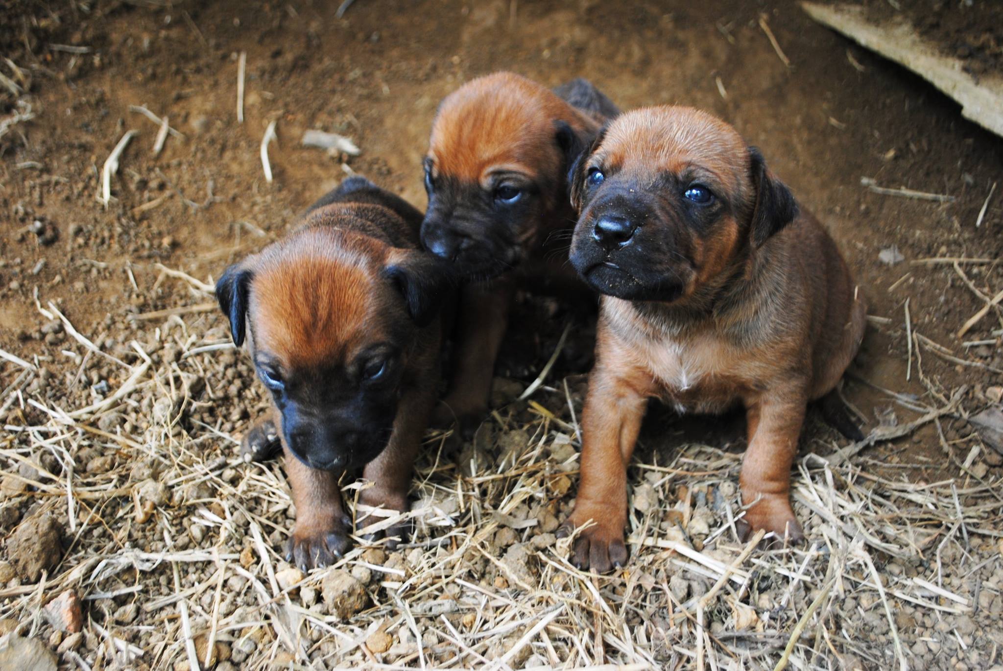 Rhodesian Ridgeback (ClubColombia)