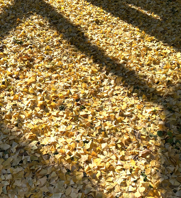 McFarlane - The stems of leaves on deciduous trees are known as ...