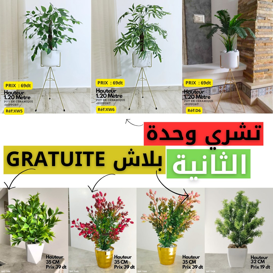 plantes-d-int-rieur-tunisie-plantes-d-int-rieur-tunisie
