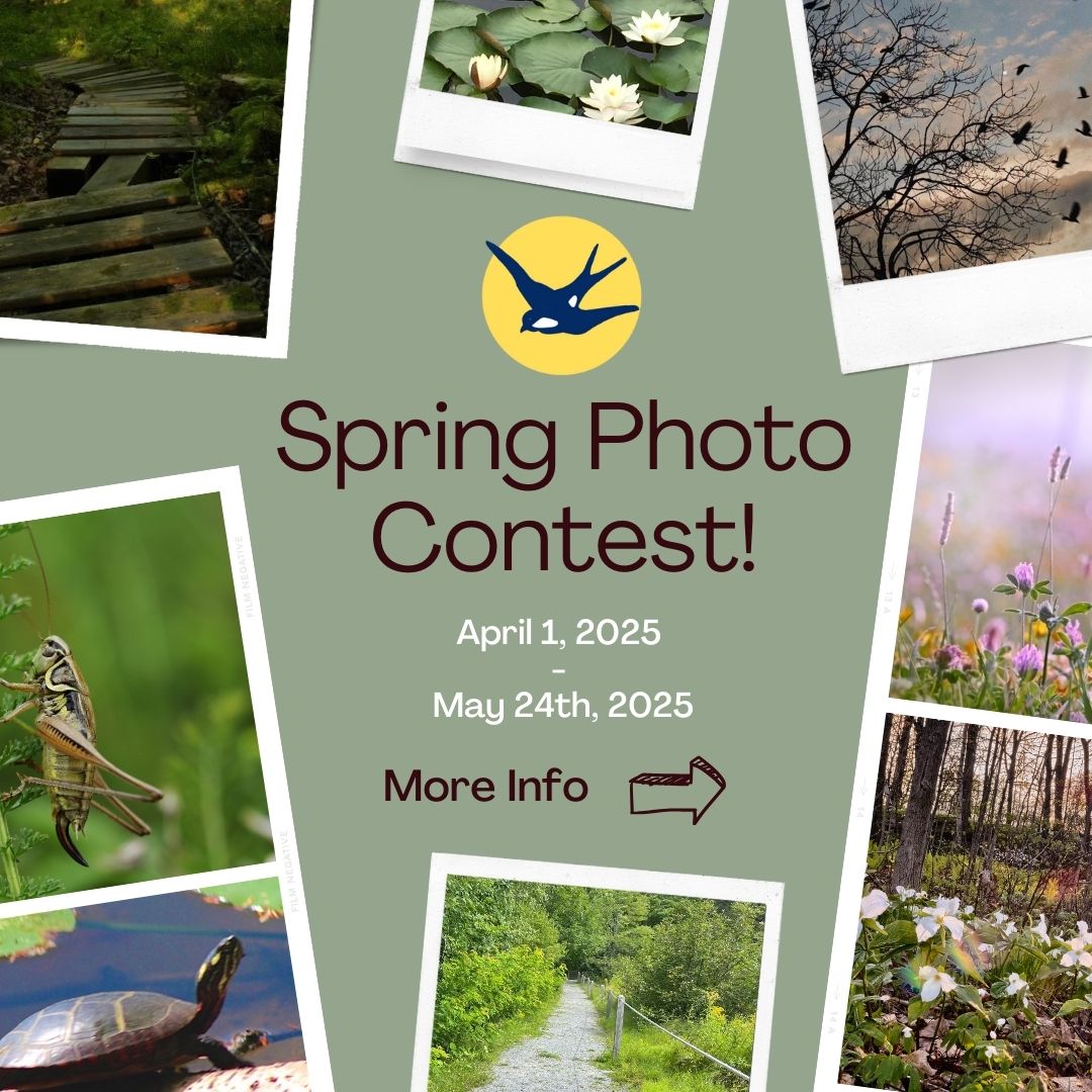 📸🌿 Spring Photo Contest at... - Hirundo Wildlife Refuge | Facebook